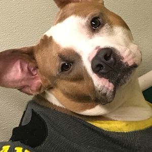 Meet your Posher, Joey